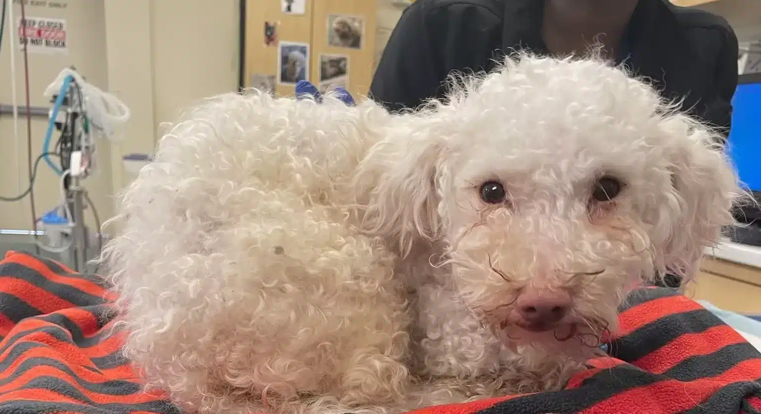 Narcan rescues poodle from drug overdose