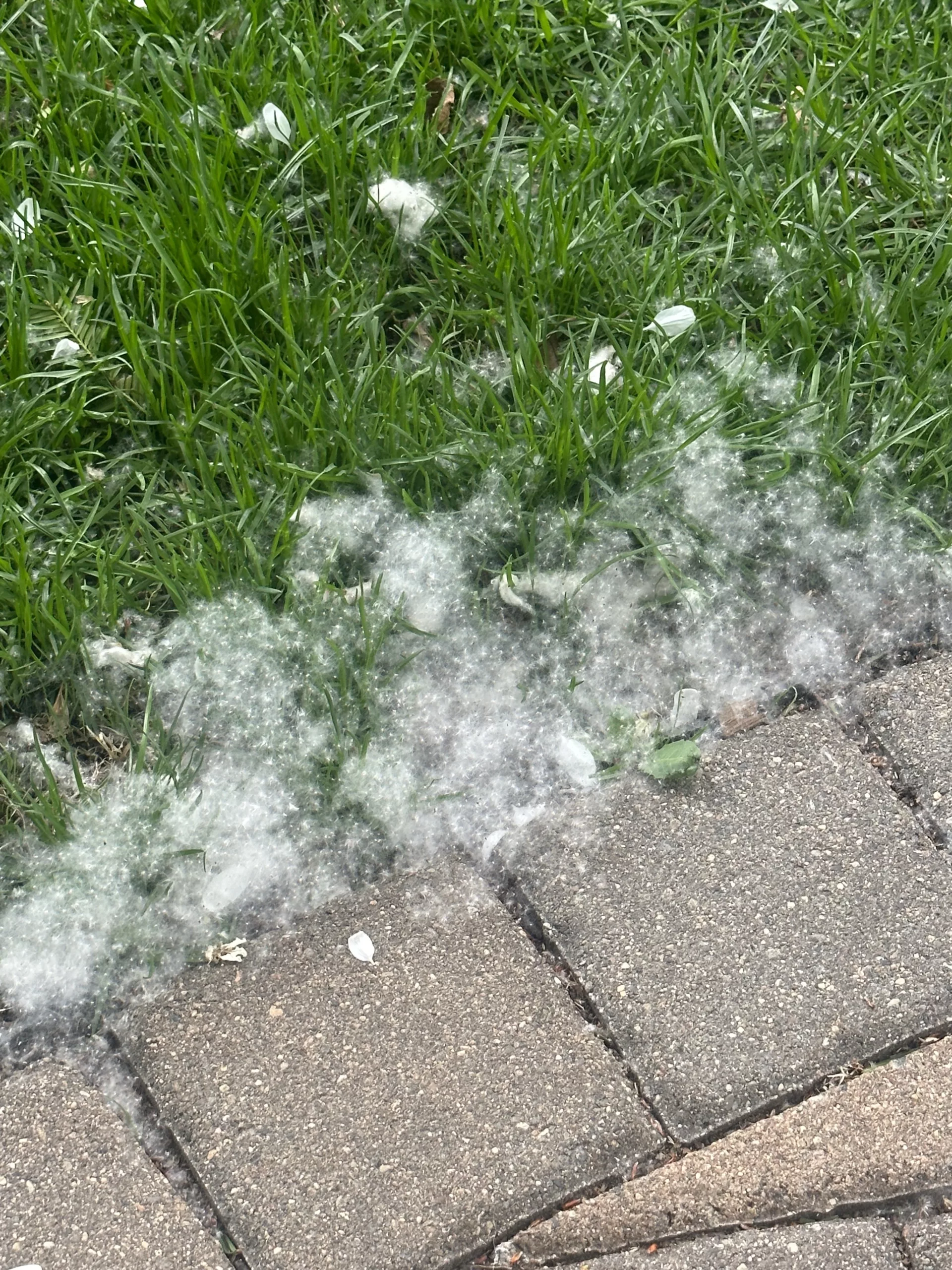 May’s Cottonwood Snow: A Blanket of Hope Amidst the Pain of Loss