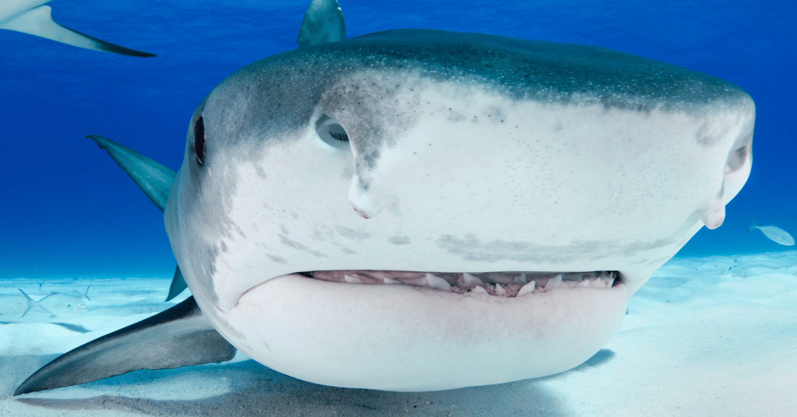 ‘Cocaine Sharks’: Sharks may be eating cocaine dropped by drug smugglers