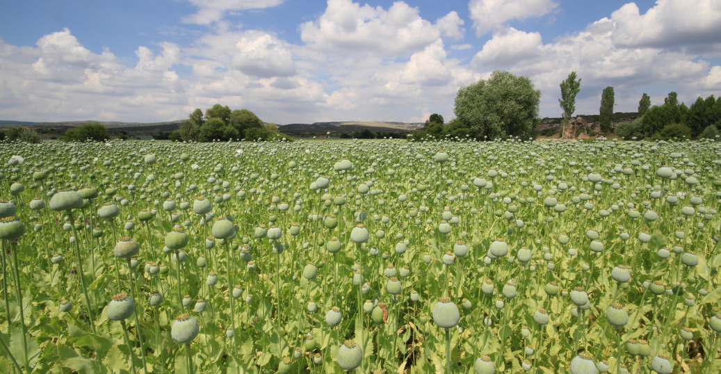 UN warns of potential increase in overdose deaths as Afghan opium production decreases