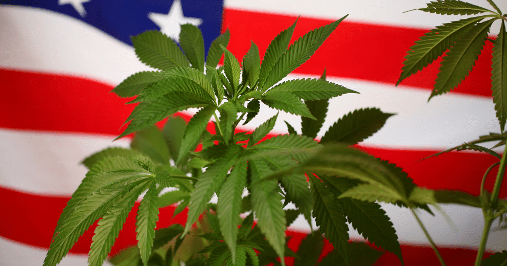 Results are in: Marijuana legalization measures across four states